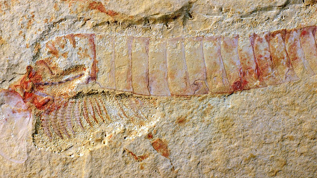 O fóssil do animal, chamado 'Chengjiangocaris kunmingensis', foi encontrado no Sul da China e lembra a estrutura de um camarão
