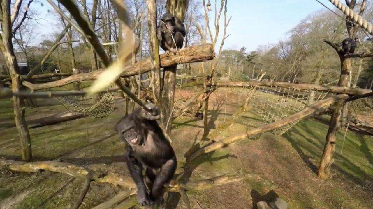 E vídeo, chimpanzé derruba drone com graveto