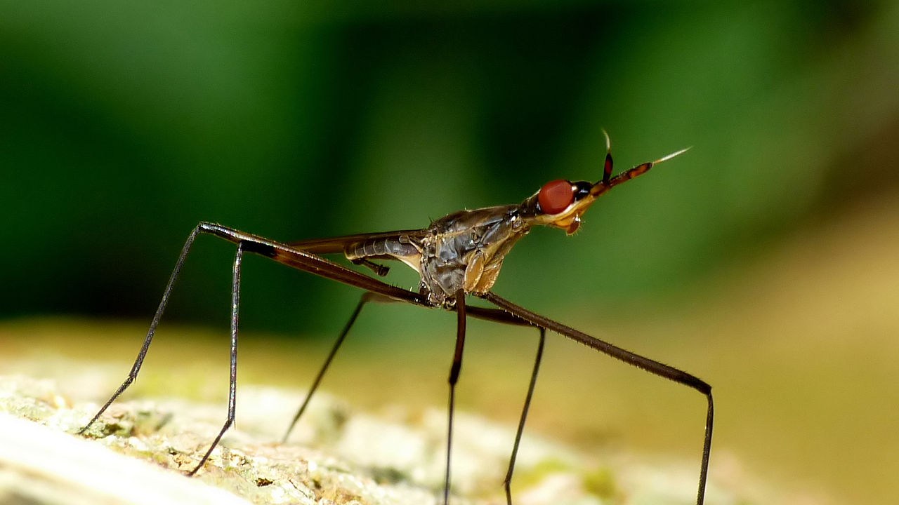 Mosquito 'Telostylinus angusticollis', com o qual foi feita a descoberta
