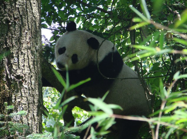 <p>Pesquisadores da Academia Chinesa de Ciências de Pequim mediram o gasto energético diário de cinco pandas cativos e quatro selvagens</p>
