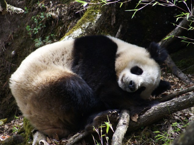<p>GPS instalados nos pandas revelaram que eles são muito pouco ativos e caminham pouco</p>
