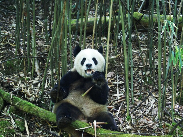 <p>As análises dos cientistas revelaram que os pandas gastam apenas 38% da energia esperada para mamíferos terrestres com a mesma massa. É um gasto semelhante ao do bicho-preguiça</p>