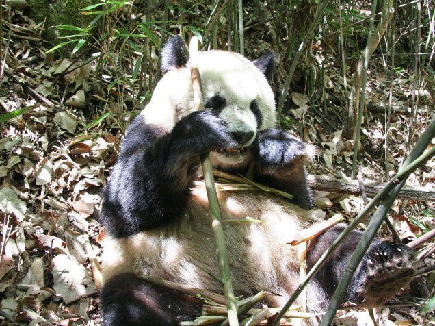 <p>De acordo com o estudo da Scienceo baixo gasto energético ajuda a explicar como o panda consegue viver com uma dieta baseada no bambu, que oferece poucos nutrientes</p>