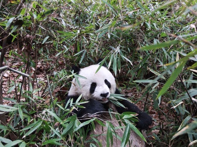 <p>Os pandas costumam passar 14 horas por dia mastigando cerca de 15 quilos de bambu</p>