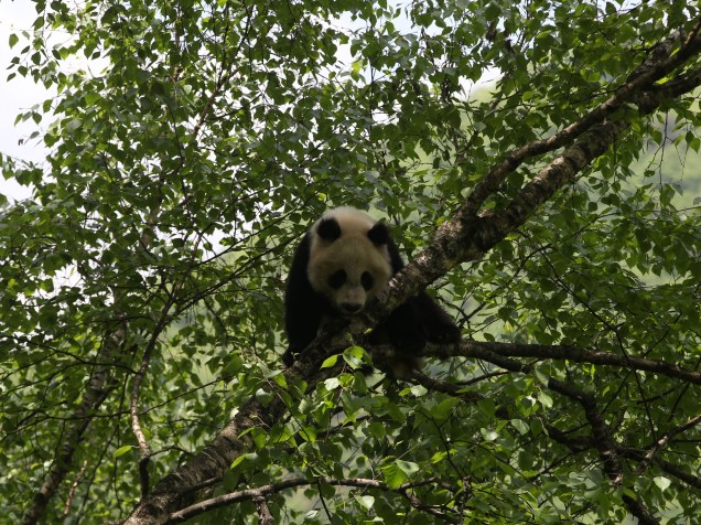<p>A atividade da tireoide do panda é comparável à do urso negro em hibernação, o que o deixa bastante preguiçoso</p>