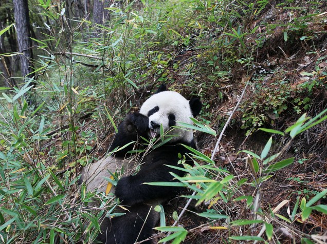 <p>As análises do DNA dos ursos panda revelaram uma variação genética no gene DUOX2 que, em humanos, provocaria a o hipotireoidismo, doença relacionada à baixa vitalidade</p>