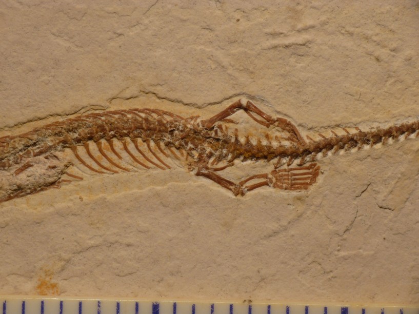 Fóssil de 'cobra de quatro patas' não é cobra, mas um lagarto antigo,  revela novo estudo