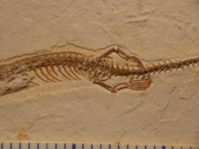 Imagem em close up dos ossos das pequenas patas do Tetrapodophis amplectus.