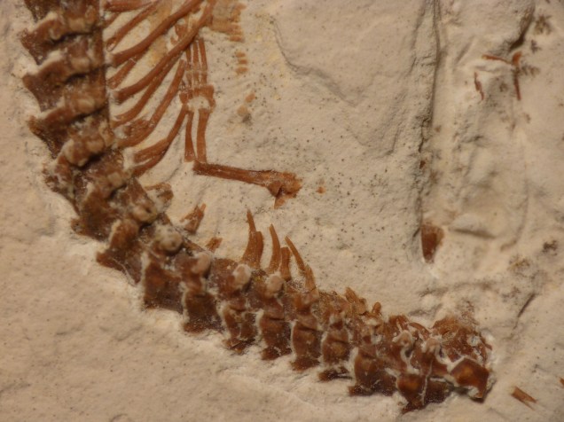 <p>Este seria o esqueleto das patas dianteiras da nova espécie que viveu no Ceará há 120 milhões de anos.</p>