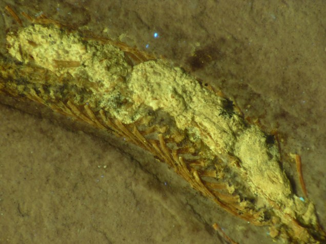 <p>Estômago do Tetrapodophis amplectus, que ainda guarda vestígios da digestão de um pequeno vertebrado, como um sapo ou lagarto.</p>