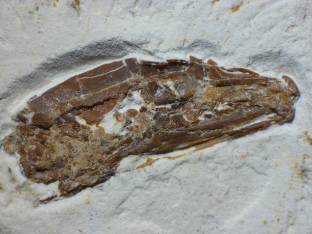 Detalhe do fóssil revela como seria o crânio da nova espécie descrita na revista Science