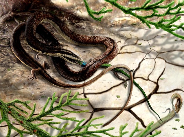 Tetrapodophis amplectus captura um um pequeno lagarto, chamado Olindalacerta, para se alimentar.