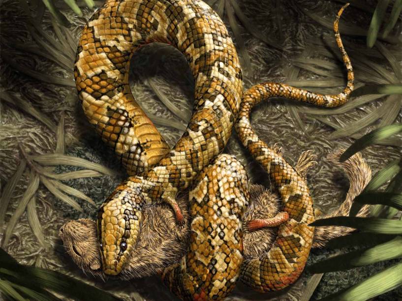 <p>As patinhas do Tetrapodophis amplectus teriam como principal função agarrar as presas, como pequenos mamíferos, ou segurar o par durante o acasalamento.</p>