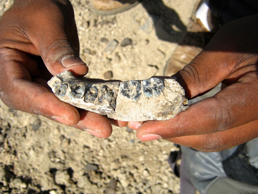 Fóssil encontrado na Etiópia