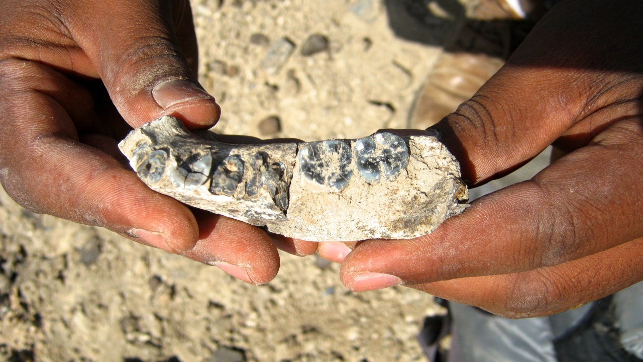 Fóssil encontrado na Etiópia