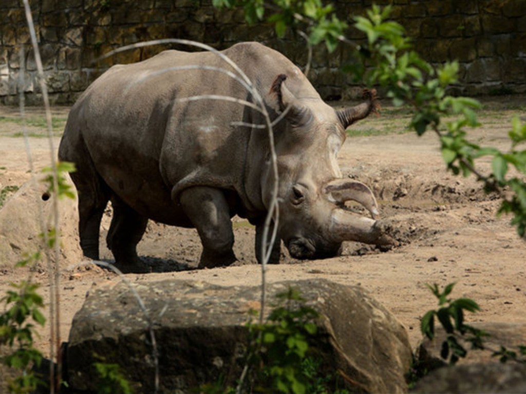 Nabire, fêmea de rinoceronte branco, morre aos 31 anos no zoológico de Dvur Kralove, na República Checa