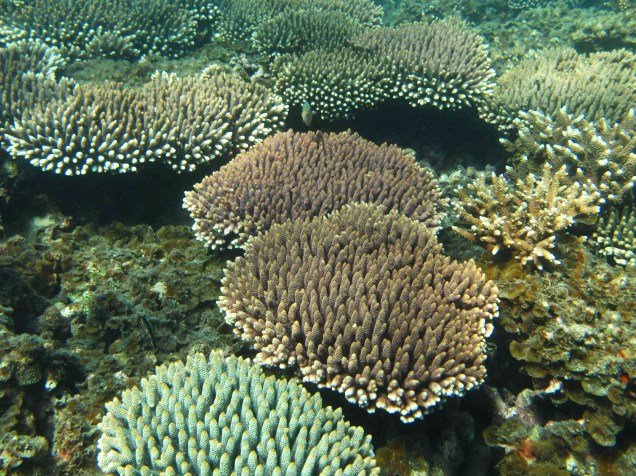 <p>Acropora millepora, objeto do estudo, é um tipo comum de coral nos recifes da Austrália</p>