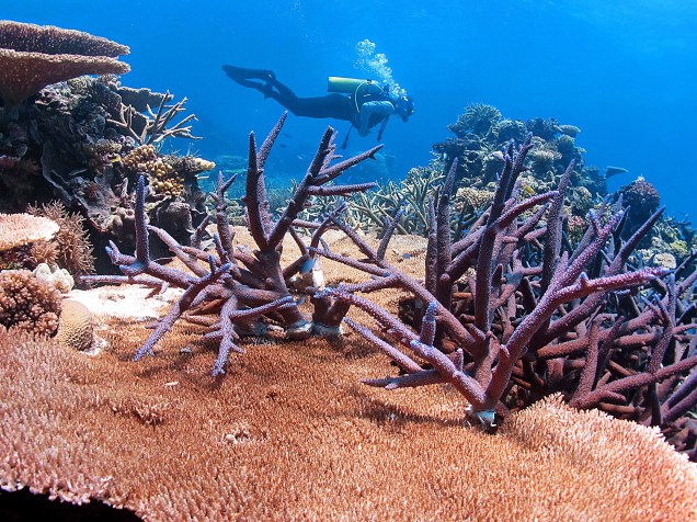 <p>Os recifes do planeta estão ameaçados pelas mudanças climáticas, mas, se os corais aumentarem a tolerância a temperaturas altas, há maior chance de recuperação</p>