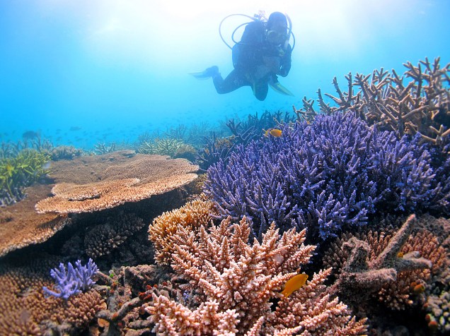 <p>Mergulhador examina corais tolerantes às altas temperaturas na Grande Barreira de Corais</p>