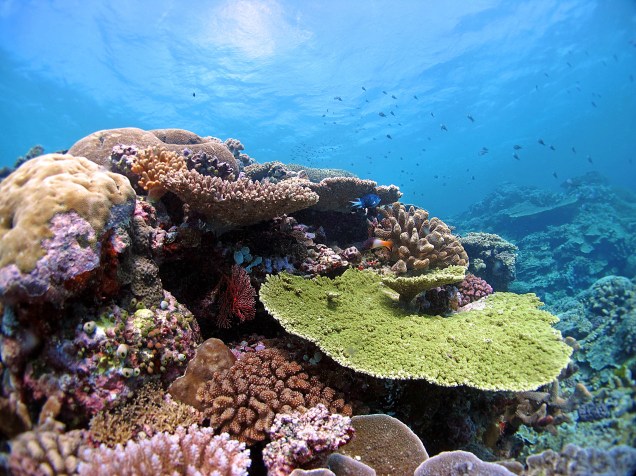 <p>Os recifes da Grande Barreira de Coral ainda estão em bom estado e abrigam corais tolerantes a altas temperaturas</p>