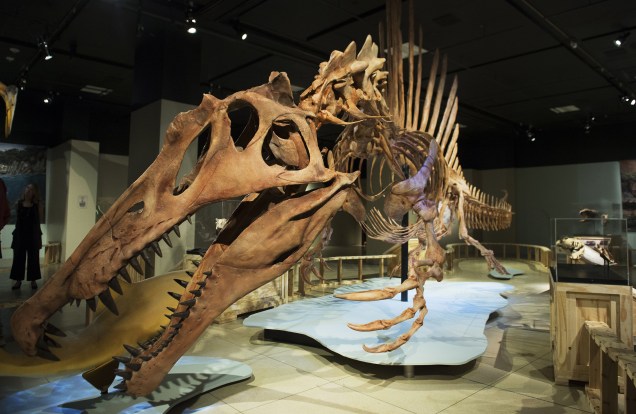 Modelo em tamanho real do esqueleto de um Spinosaurus aegyptiacus, é visto em uma exposição no Museu da National Geographic em Washington, DC