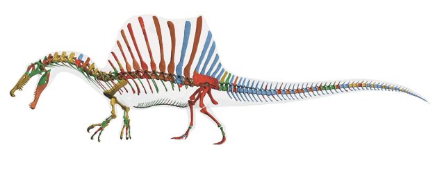 Reconstrução de um Spinosaurus aegyptiacus encontrados na região de Kem Kem, no Marrocos