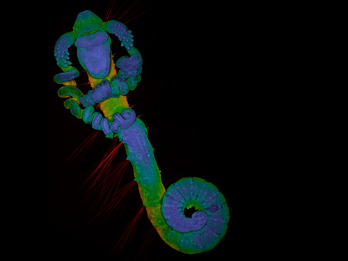 Sexto lugar: Larva de Magelonid polychaete, de aproximada 2 milímetros, de uma amostra de plâncton recolhida em Southampton Water, no Reino Unido