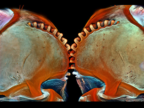 Nono lugar: Ninfa do inseto Acanalonia conica. Imagem dorsal de suas "rodas dentadas", que até recentemente eram consideradas uma invenção humana, mas existem na natureza