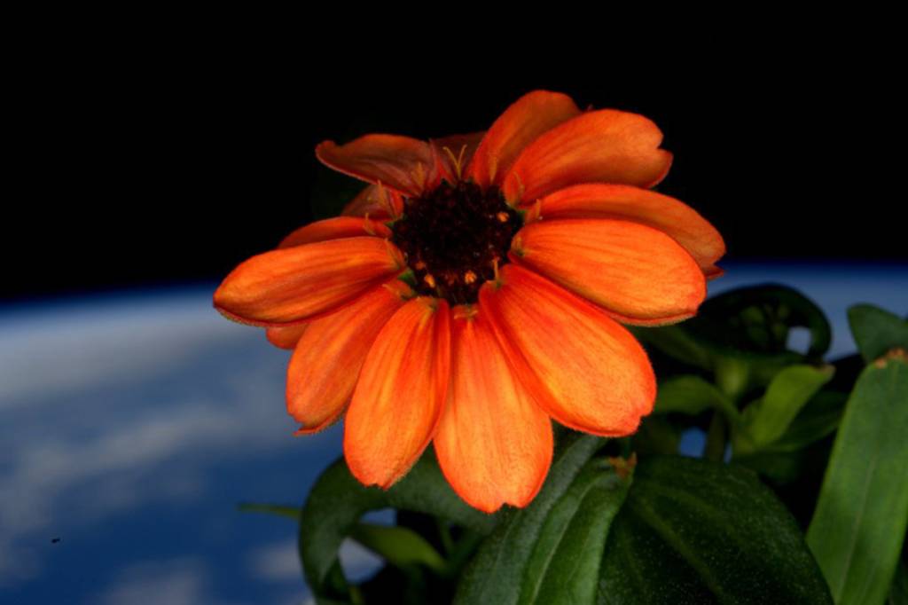 Astronauta divulga foto de flor cultivada no espaço | VEJA