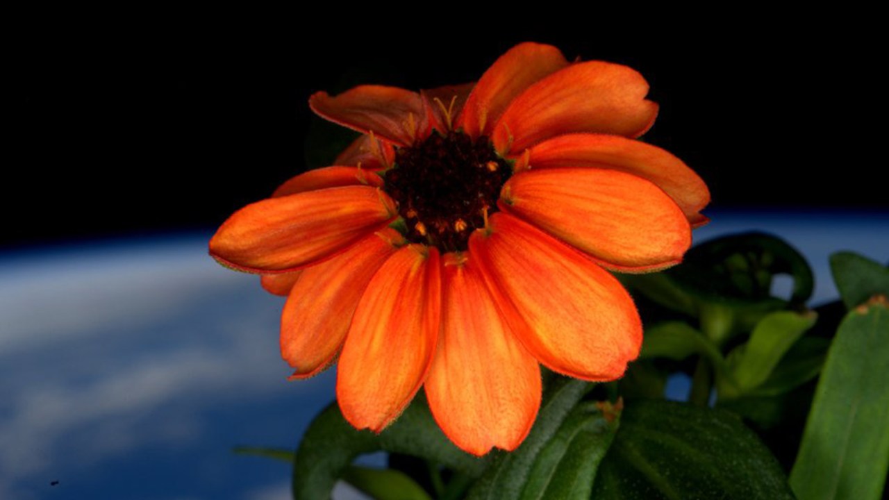A Zínia, uma flor encontrada desde os Estados Unidos até a América do Sul e bastante conhecida no México, tem a fama de ser uma das plantas mais fáceis de ser plantada na Terra