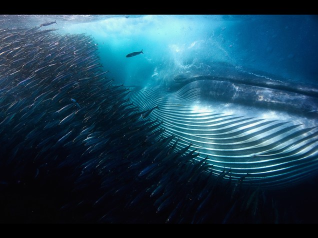 <p>Quem recebeu o prêmio na categoria ‘Submarina’ foi o australiano Michael AW pela imagem de uma baleia passando por um cardume de sardinhas.</p>