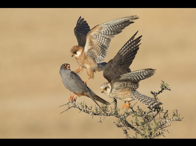 <p>Na categoria ‘Pássaros’, o israelense Amir Bem-Dov foi o vencedor com um retrato dos falcões-pés-vermelhos.</p>