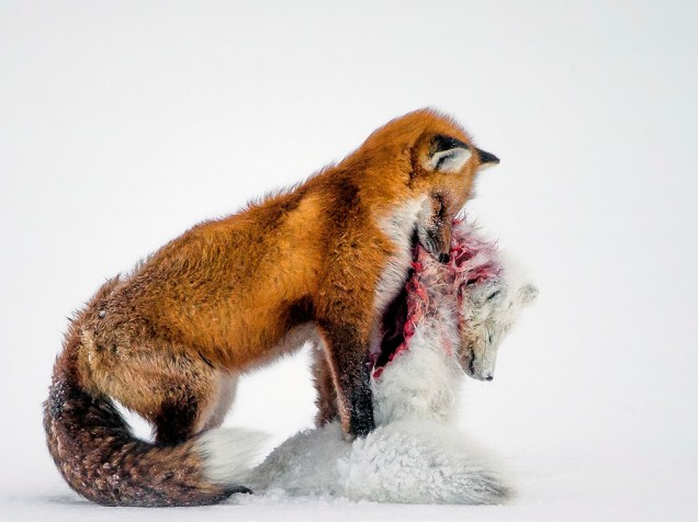 <p>A vencedora da categoria principal foi a foto "A tale of two foxes" (tradução livre, "O conto de duas raposas"), do fotógrafo amador canadense Don Gutoski. A imagem foi capturada no Parque Nacional de Wapusk, na Baía de Hudson (Canadá).</p>