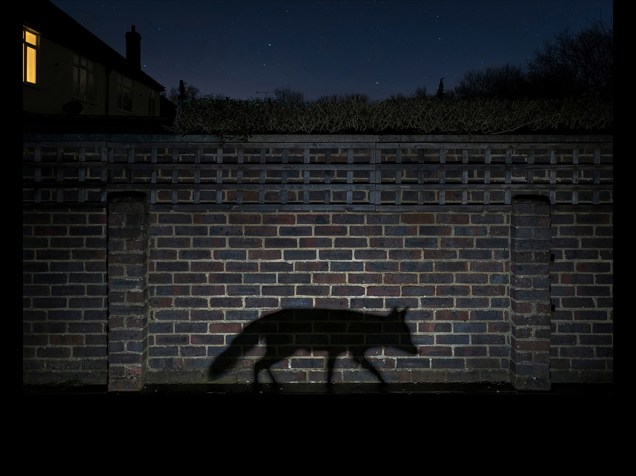 <p>O inglês Richard Peters capturou a sombra perfeita de uma raposa na foto ‘Shadow walker’, vencedora do prêmio na categoria ‘Urbana’</p>