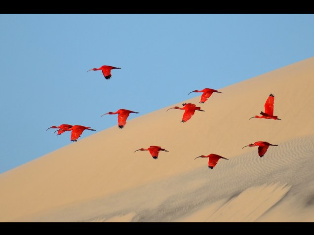 <p>Com uma foto dos guarás, pássaros de asas vermelhas que vivem nos Lençóis Maranhenses, no Nordeste do Brasil, o francês Jonathan Jagot venceu a categoria ‘Jovens Fotógrafos’ (idade entre 15 e 17 anos). </p>