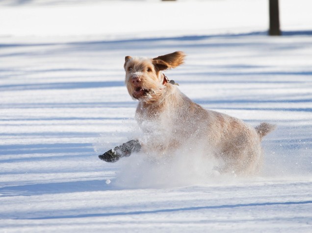 Cachorro brinca na neve após tempestade em Chicago
