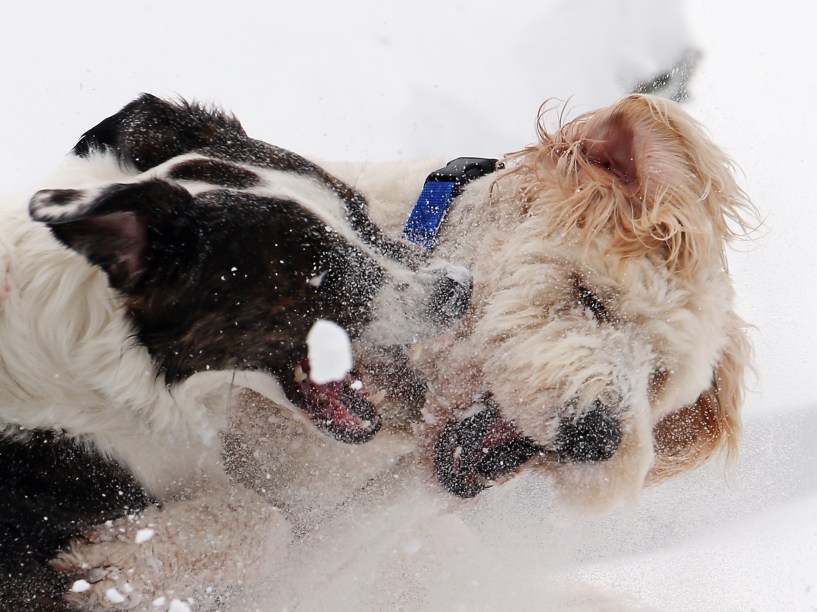 Cães brincam na neve que forte tempestade deixou em Old Bethpage, Nova York