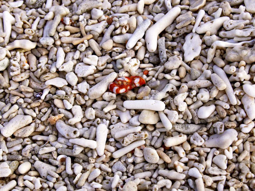 <p>Corais e conchas secas em uma praia em Lady Elliot, nordeste da cidade de Bundaberg, em Queensland, Austrália </p>