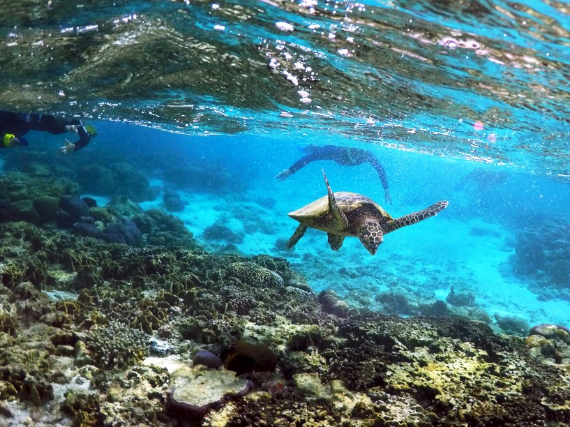 <p>Tartaruga procura por alimento nos corais do lago da ilha de Lady Elliot, na cidade de Bundaberg, em Queensland, Austrália. Delegados da Unesco visitaram o local para avaliar danos ambientais a um ecossistema que está entre os mais diversificados do mundo, e que também é um dos mais importantes pontos turísticos australianos </p>