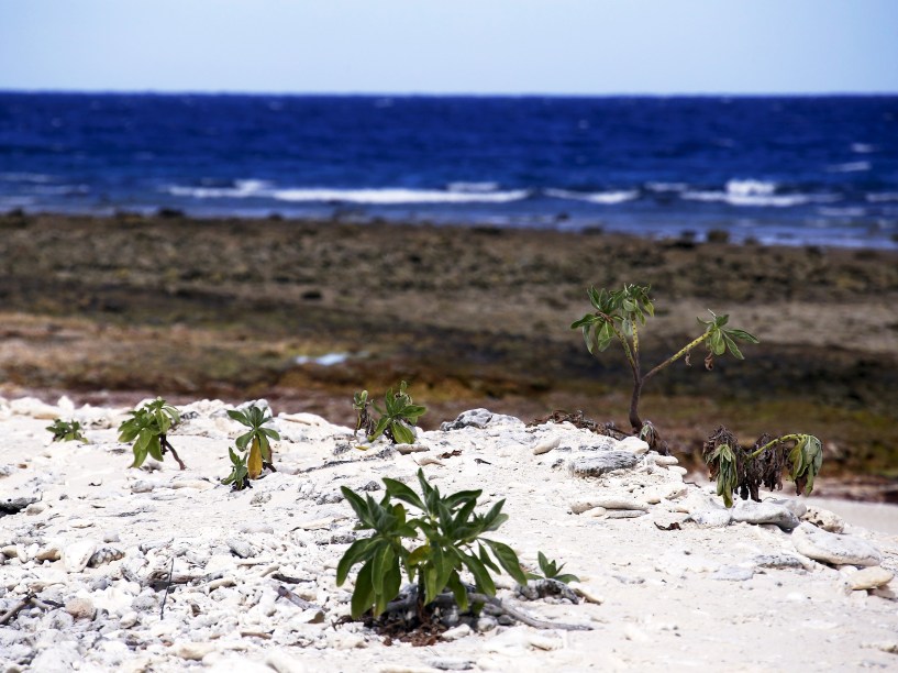 <p>Pequenos arbustos crescem em uma praia em Lady Elliot, no Estado de Queensland, no nordeste da Austrália, que concentra grande variedade de corais e recifes  </p>