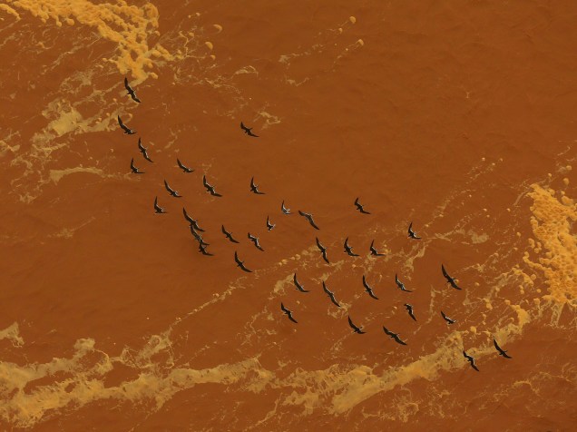 Gaivotas voam sobre o Rio Doce, inundado pela lama de rejeitos minerais proveniente da barragem do Fundão, da Samarco. A lama vinda de Mariana chega ao mar na costa de Espírito Santo