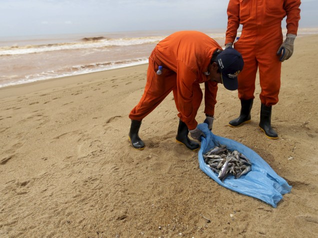 Pescador local trabalhando para uma empresa contratada da Samarco remove peixes mortos na praia de Povoação, no Espírito Santo, inundada pela lama de rejeitos da barragem da mineradora Samarco