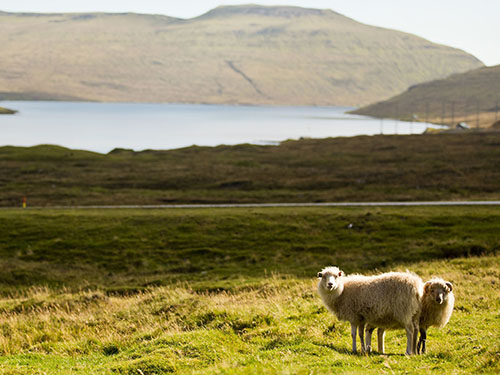 Ovelha em um campo próximo ao lago Sorvagsvatn, na Dinamarca: 'em caso de dúvida, os animais devem ser protegidos'