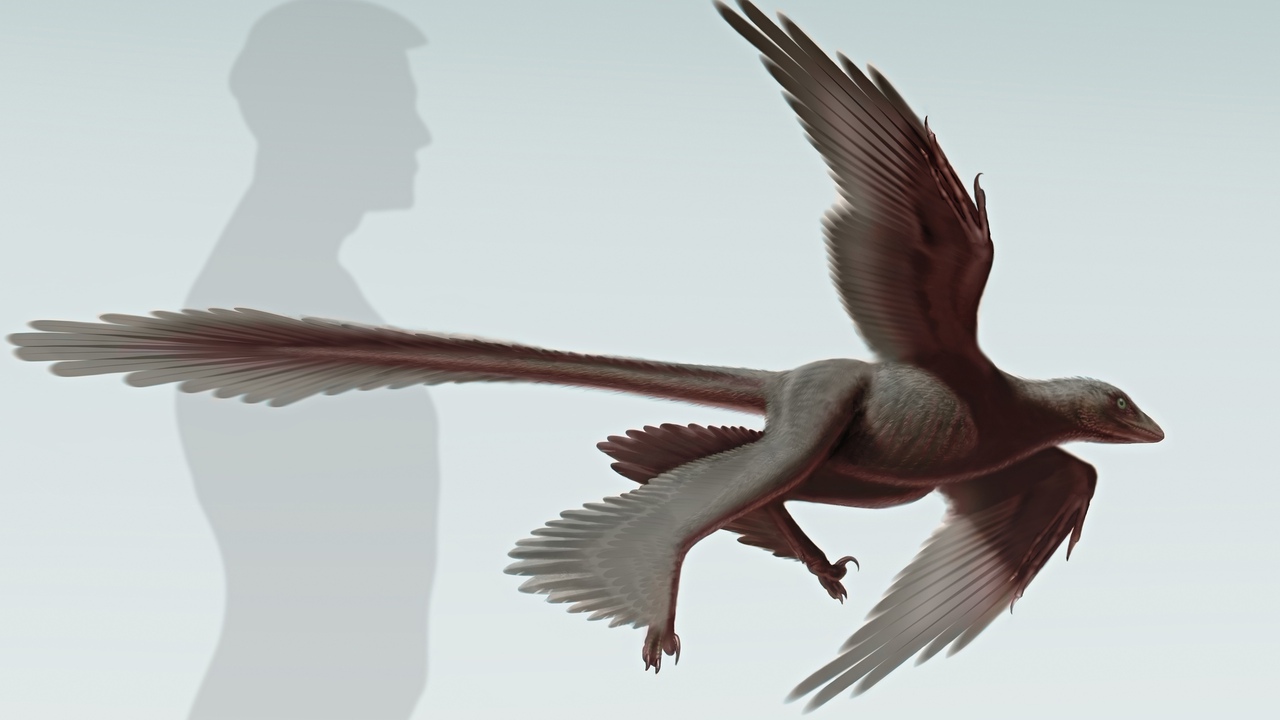 Imagem ilustrativa do Changyuraptor yangi, dinossauro de 125 milhões de anos