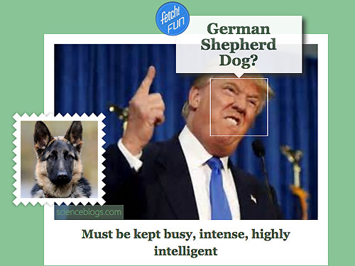 Plataforma da Microsoft permite ver qual raça de cachorro mais se parece com o rosto da foto