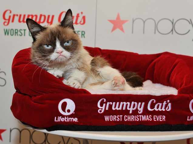 <p>Grumpy Cat</p>