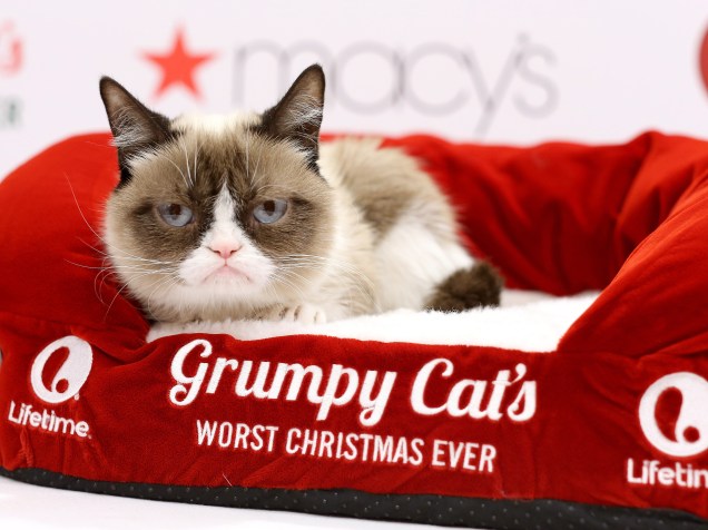<p>Grumpy Cat</p>