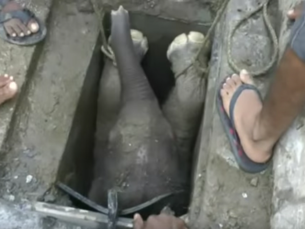 Filhote de elefante é resgatado depois de cair em um bueiro, no Sri Lanka