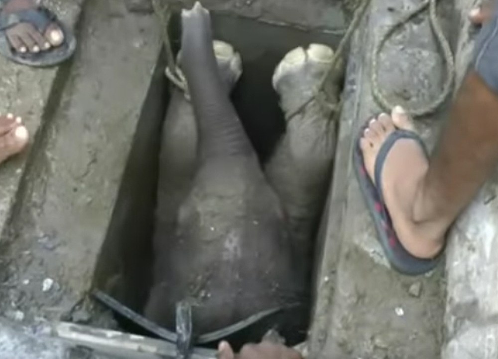 Filhote de elefante é resgatado depois de cair em um bueiro, no Sri Lanka