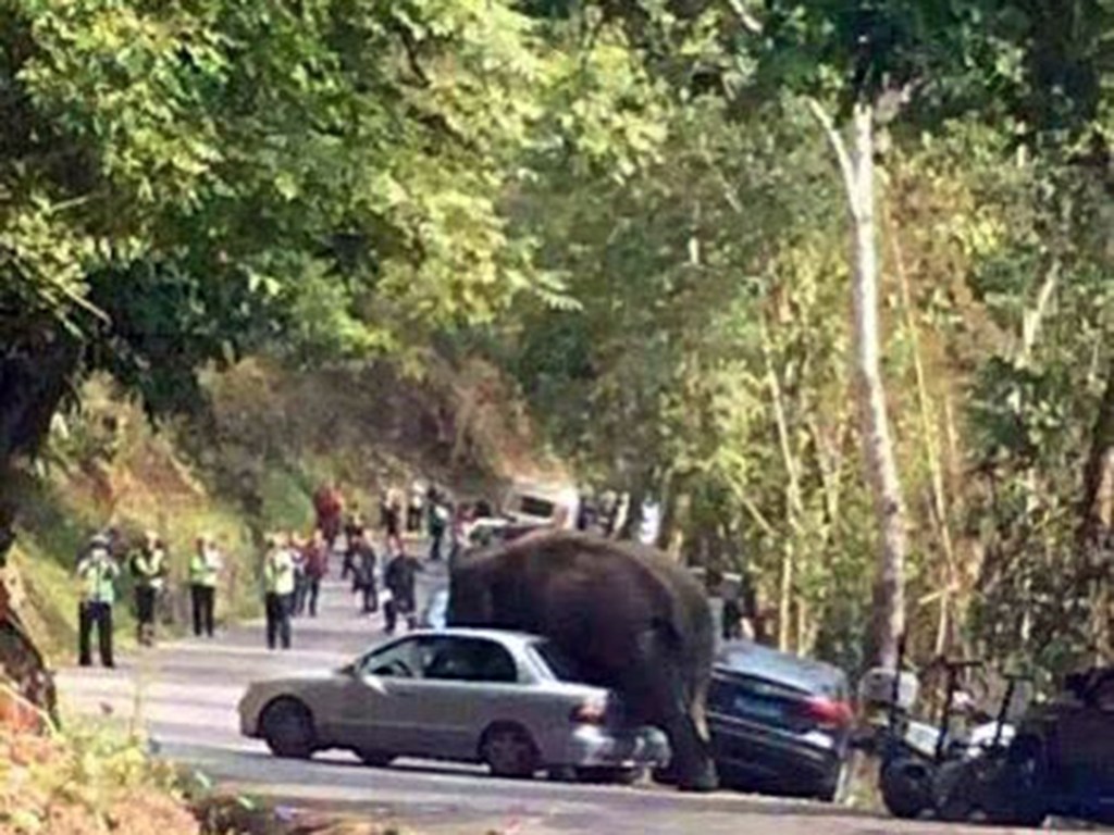 Elefante ataca carros na China